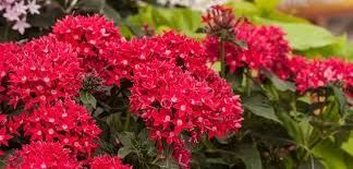 Image result for Pentas micrantha