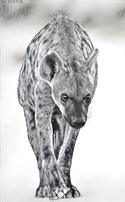 Each safari is unique and keeps you on the edge of your seat as anything could be just around the corner! Pin On Hyeny