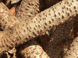 Image result for Tacazzea