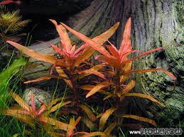 Image result for Nesaea crassicaulis