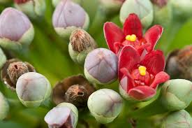 Image result for Canellaceae