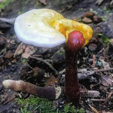 Image result for Ganoderma curtisii