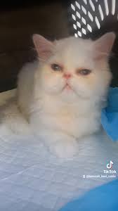 حمام القطط pet Box