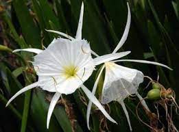 Cahaba Lily Festival To Celebrate Flower In West Blocton Saturday Al Com