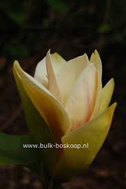 Image result for magnolie sunsation