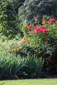 Mar 15, 2018 · fertilizing is most important from reblooming iris varieties that have a second bloom later in the season after the first spring bloom. Trimming Foliage For The Love Of Iris