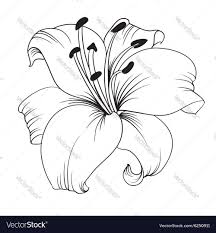 Black And White Lily Flower White Lily Vector Image On Vectorstock Flower Drawing Lilies Drawing Lily Painting