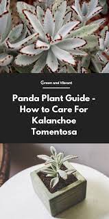 Panda Plant Guide How To Care For Kalanchoe Tomentosa Plants Plant Guide Planting Succulents