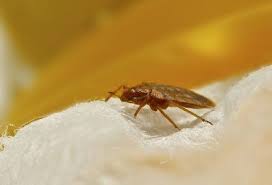 Western provides termite, pest and extermination services. Wb Pest Control Pest Control Treatments Las Vegas Nv