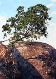 Image result for Rothmannia fischeri