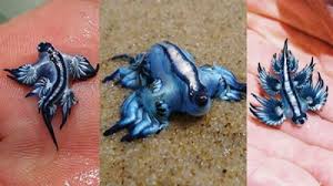 Muhtemelen Varligindan Haberdar Dahi Olmadigimiz Hayvanlar Glaucus Atlanticus Mavi Ejderha Hayvanlar