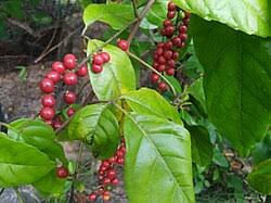 Image result for Allophylus africanus