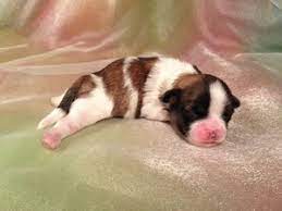 Welcome to the iowa breeders page of mini teddy bear puppies! Shih Tzu Bichon Puppies For Sale South Of Albert Lea Minnesota