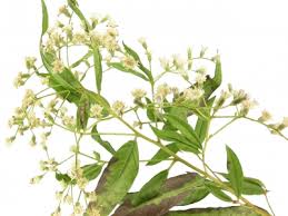 Image result for Vernonanthura polyanthes