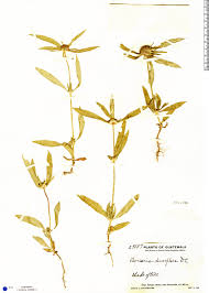 Image result for Hexasepalum sarmentosum