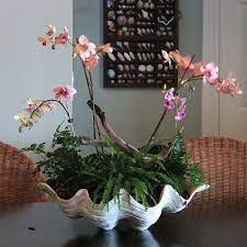 Real ones can grow up to 4 feet long and weigh 500 pounds! 20 Clam Shell Ideas Clam Shell Shell Decor Coastal Decor