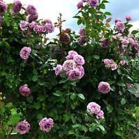 Tangerine orange blooms in clusters all season. Tangerine Skies Star Climbing Rose Bush Starter Plant Ships Without Pot Ebay