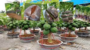 Jika tanah dalam pasu kering, pokok boleh terbantut tumbesaran seterusnya mengeluarkan hasil yang sedikit. Cara Menanam Betik Yang Baru Buah Banyak Walaupun Masih Dalam Pasu Kartel Dakwah