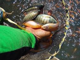 Ikan nila merah di datangkan dari philipina dan dikembangkanbiakkan oleh para petani indonesia ini. Tips Supaya Ikan Nila Tidak Mudah Mati Setelah Hujan Atau Cuaca Ekstrem Halaman 1 Kompasiana Com