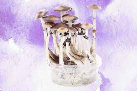 Mushroom Grow Kits The 5 Best Mushroom Grow Kits Doubleblind Mag