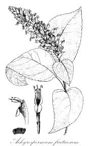 Image result for Achyrospermum schimperi