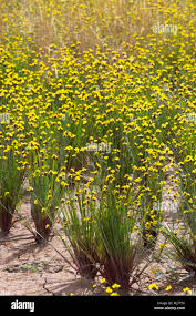 Image result for Xyridaceae