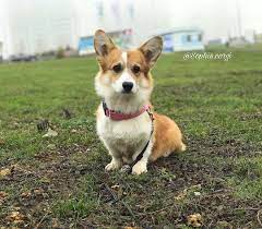 Pembroke Welshcorgi Dog Corgi Dog Dogs Corgi Price