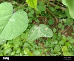 Image result for Ipomoea parasitica
