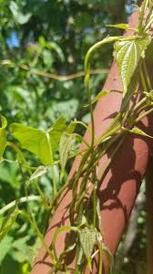 Image result for Dioscorea hirtiflora