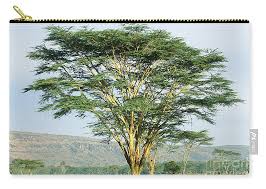 Image result for Acacia xanthophloea