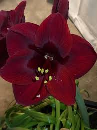Forcing bulbs indoors is easy to do, whether you are forcing bulbs in water or in soil. Black Pearl Dark Red Blooming Amaryllis Bulb Great For Winter Forcing Daylily Nursery