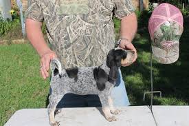 The bluetick coonhound is a breed of coonhound originating in the united states. View Ad Bluetick Coonhound Litter Of Puppies For Sale Near Texas College Station Usa Adn 13817