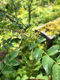 Image result for Zanthoxylum