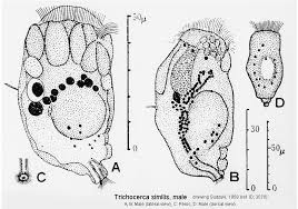 Image result for Thecacoris trichogyne