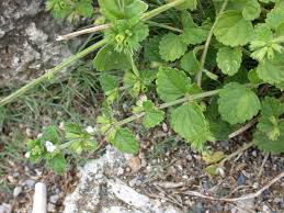 Image result for Leucas