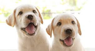 A puppy weight calculator is a guide that is supposed to help you make an estimte of how big your puppy is going to get once he is an adult. When Do Dogs Stop Growing Labrador Puppy Growth Chart And Faq