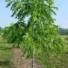 Walnut Tree Cultivation In India Black Walnut Tree Walnut Tree Buy Olive Tree