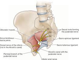 Image result for Pudendal Block