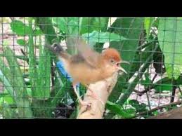 Pikat cici padi merah suara pikat paling ampuh dur. Kicauan Burung Cici Padi Si Mungil Bersuara Unik Youtube