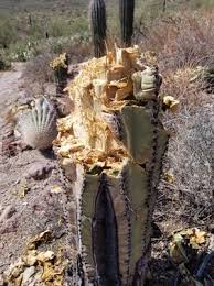 Even the indians used this plant for food by gathering. Several Saguaro Cactuses Found Cut Down In Saguaro National Park