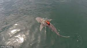 1 características de los tiburones toro. Seis Especies De Tiburones Incluidos Los Tiburones Toro Cazan Por Turnos Noticias Del Mundo En Espanol