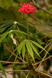 Image result for Jatropha multifida