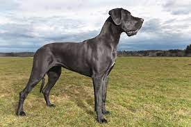 Maybe you would like to learn more about one of these? Dog Breed Of The Week Great Dane Dog Training Nation