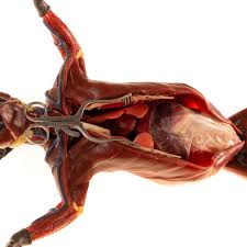 Copycat Feline Anatomy Model Syndaver