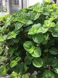Image result for Pilea johnstonii