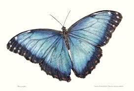 The biggest threat to animals comes from humans. 12 Fun Facts About Butterflies Moths Ladybird Books