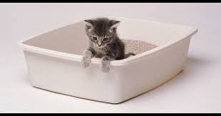 The Best Cat Litters Of 2020