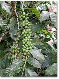 Arabica And Robusta Coffee Plant