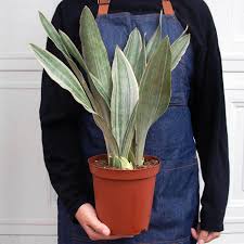 Image result for Sansevieria metallica