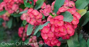 Succulents love a sunny and dry place. Crown Of Thorns Plant Learn Euphorbia Milii Care And Growing Tips
